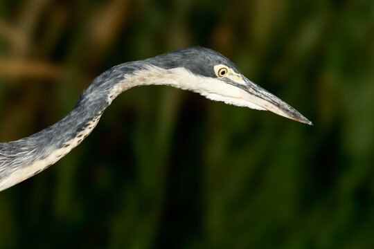 Close-up portrait of a Black-headed Heron. False Bay Nature Reserve, Cape Town, South Africa.