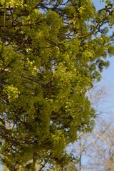 Fototapeta premium spring leafes on a tree with blue background