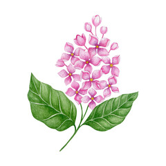 Watercolor branch of blooming lilac isolated on white background.