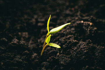 Growing pepper in ground, growing plant