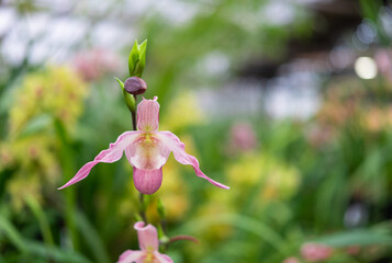 The beautiful flower of orchid in the botanical garden with the blurred background for your design. Fresh and bright spring or summer background.