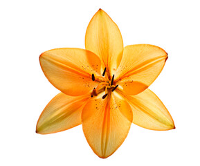 Orange lily isolated  white background
