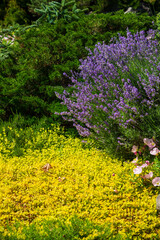 Lavender flower blooming in summer