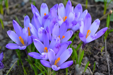 Beautiful spring background with close-up of a group of blooming crocus flowers