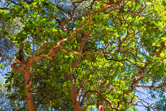 The Arbutus andrachne tree
