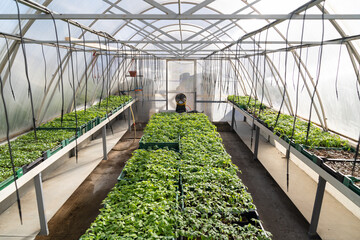 Industrial greenhouse interior with rows of vegetables seedling big plant nursery. Tomato growing in green house for market. Glasshouse business, hothouse gardening and agriculture production concept