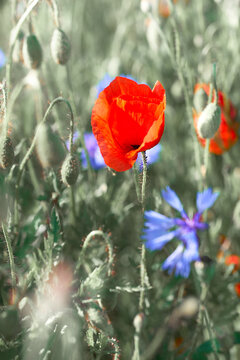 Field with red poppies, cornflower flowers. Close-up on flaming red poppies and bright blue cornflowers outdoors on a field in end of May, end of Spring, toned image. Selective focus.