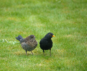 members young and old from a blackbird family (turdus merula) taking food in the garden 