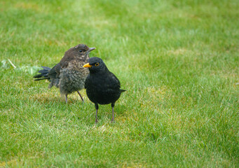 members young and old from a blackbird family (turdus merula) taking food in the garden 