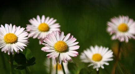 gänseblümchen blumenwiese