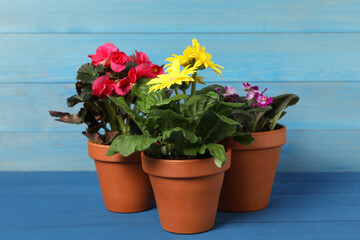 Different beautiful blooming plants in flower pots on blue wooden table