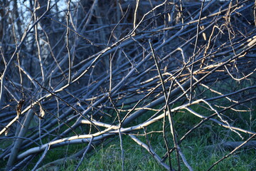 the branches of a tree