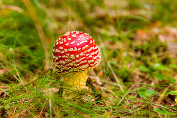 Fly agaric mushroom grows in a deep forest