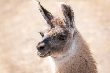 Hübsches Lama