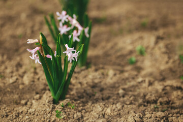 Beautiful pink  hyacinth flowers in a spring garden. Springtime blooming flowers.
