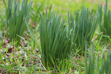 Daffodil plants growing in garden. Spring flowers