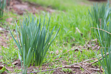 Daffodil plants growing in garden. Spring flowers