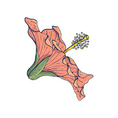 Line art vintage pink hibiscus flower with dark blue outline isolated on white background. Stock vector illustration. © akini