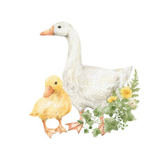 Watercolor cute farm birds and bouquets with greenery and dandelion. Little goose, duckling. Adorable animals, rural duck, domestic pet.