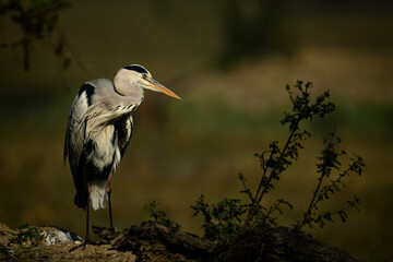 great blue heron ardea cinerea. Grey Heron portrait.