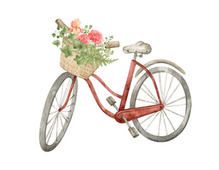 Fototapeta na wymiar Watercolor red bicycle with basket with summer flowers. Retro bike, vintage transport