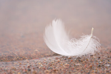 White swan feather in the water on the beach