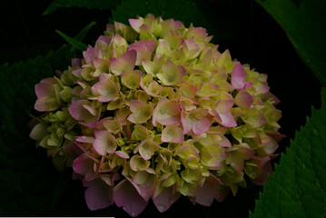 pink, yellow and green floral bunch.