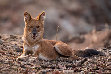 wild dog or Dhole or red fox in the wild