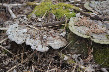 mushrooms in the forest