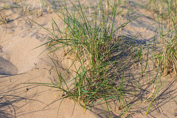 grass in the sand