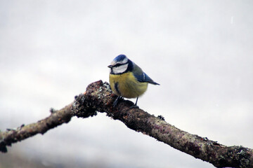 Obraz premium Beautiful blue and yellow bird on branch