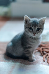 Kitten sitting on the bed