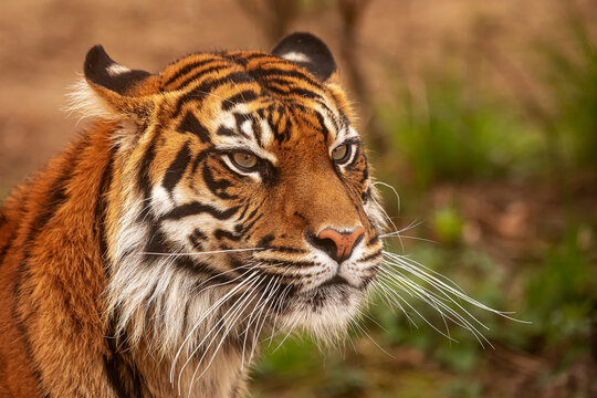 (Panthera tigris tigris) male Sumatran tiger portrait close up
