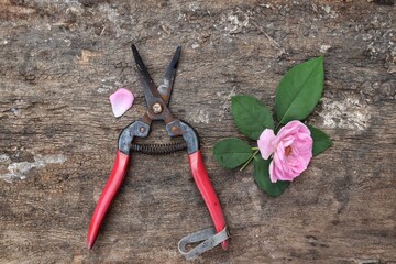 Beautiful of pink rose flowers and garden shears on wood table background