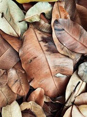 Beautiful of brown dried leaves nature background or texture