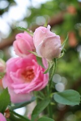 Beautiful of pink rose flowers and green leaves nature