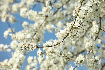 Beautiful spring white blossoms on tree branches against blue sky