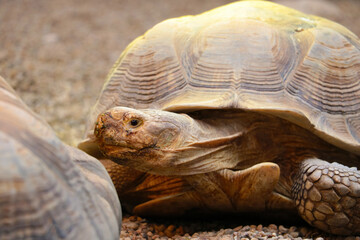 Obraz premium Close-up on an adult turtle in the park.