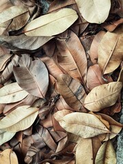 Beautiful of brown dried leaves nature background or texture