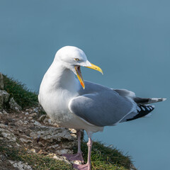 seagull on the beach