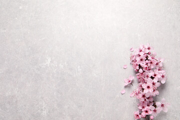 Sakura tree branch with beautiful pink blossoms on light stone table, flat lay. Space for text
