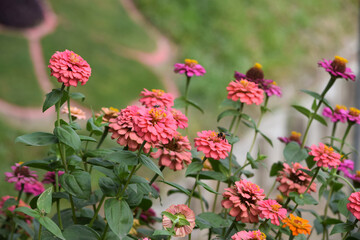 Obraz premium Beautiful Flower