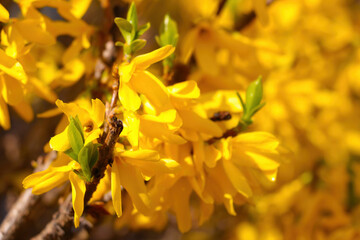 Yellow blossoming forsythia bush on spring sunny day.