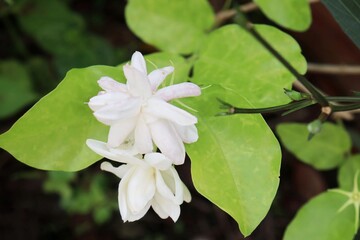 Beautiful of whith jasmin flowers and green leaves nature