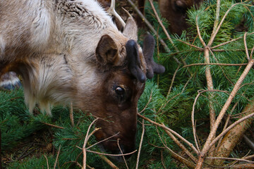 Deer eats a green pine branch in the forest.