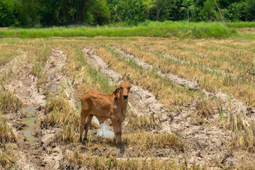 Cow, calf standing on the rice field, A newly born native calf feeds on rice straw in harvested fields,Thailand.