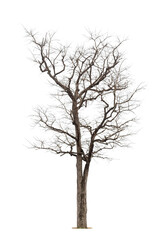 Fototapeta na wymiar Dead tree isolated on a white background, clipping path.