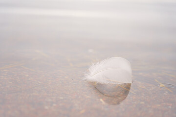White swan feather in the water with space for text