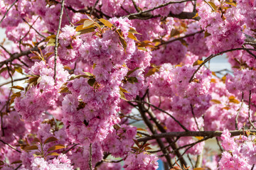 Fototapeta premium Close up of vibrant cherry tree blossoms on a tree. Beauty in Nature during springtime. Natural Background with pink petal
