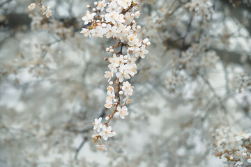 branches with white delicate spring flowers of fruit tree. Cherry flowering. Delicate artistic photo. selective focus.

